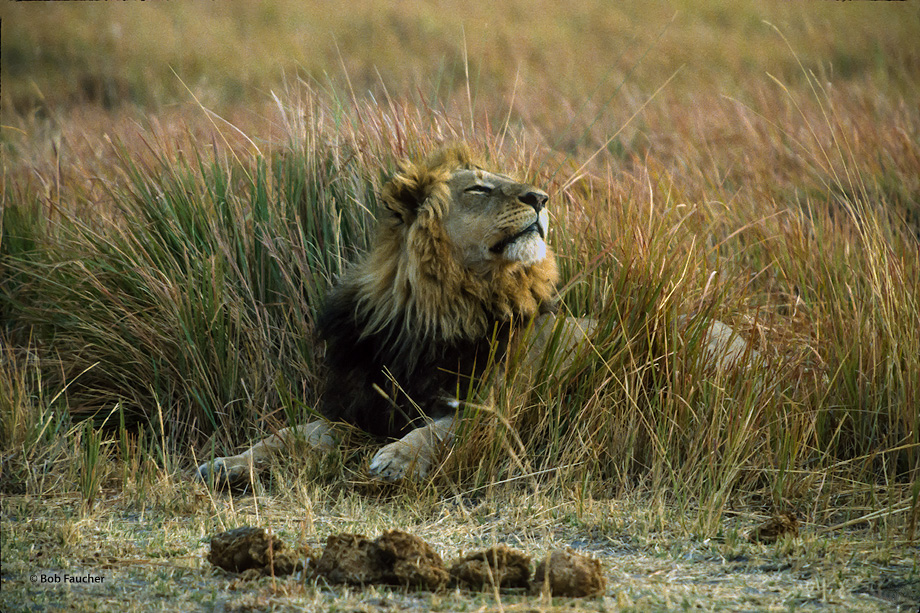 A male lion sniffs the air at morning to determine who is in his territory.