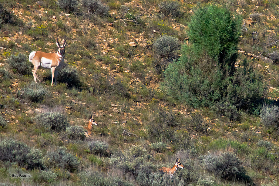 Young pronghorn cautiously check their surroundings as the buck stands over them protectively.