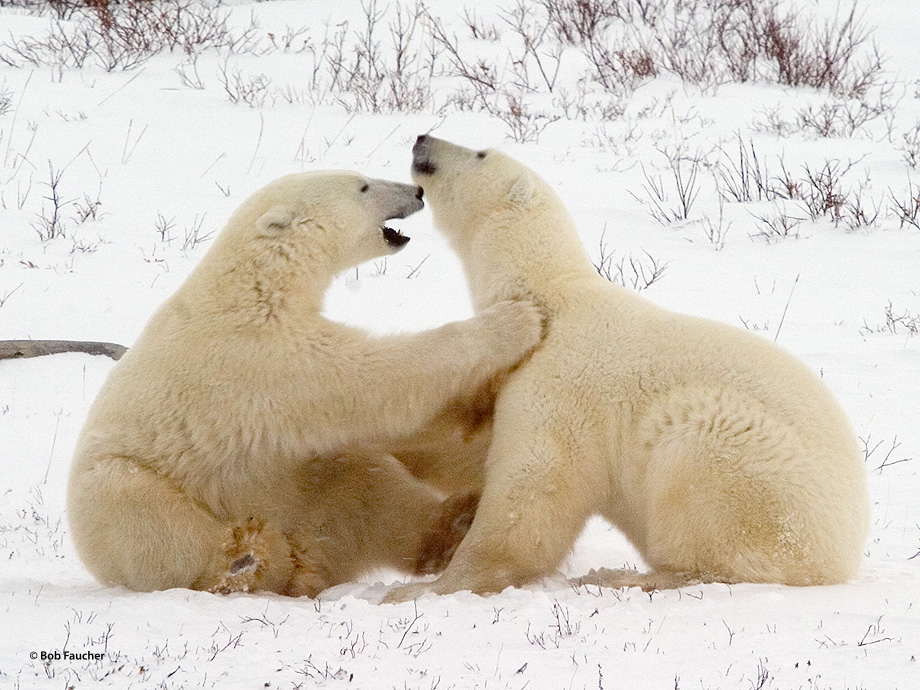 Male polar bears (Ursus maritimus) engage in sparring activities, play fighting, to determine their relative position in the...