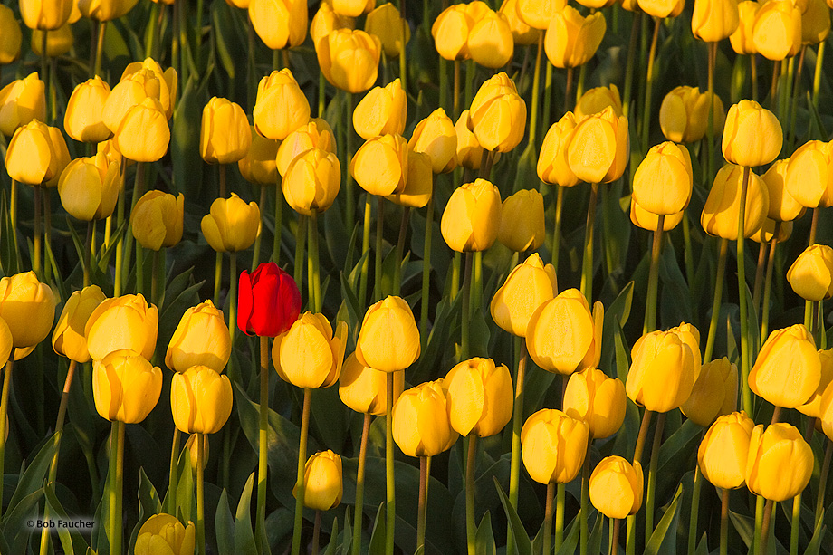 A lone red tulip in a field of yellow tulips. The tulip is a perennial, bulbous plant with showy flowers in the genus Tulipa...