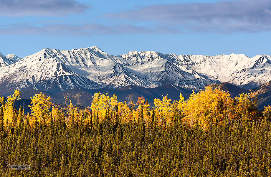 Aspen in Fall colors catch early morning sun as they stand above the Black Spruce forest with the St. Elias Mountains in the...