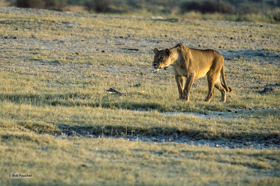 A lioness hunches her head down and forward as she stalks prey across the savannah.