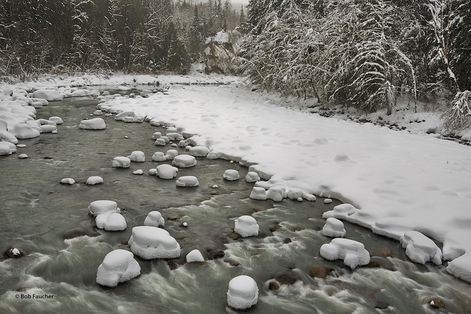 Snow hummocks form on the exposed boulders in the Stillaguamish River as the leafless Alders along the shore bend under the pressure...