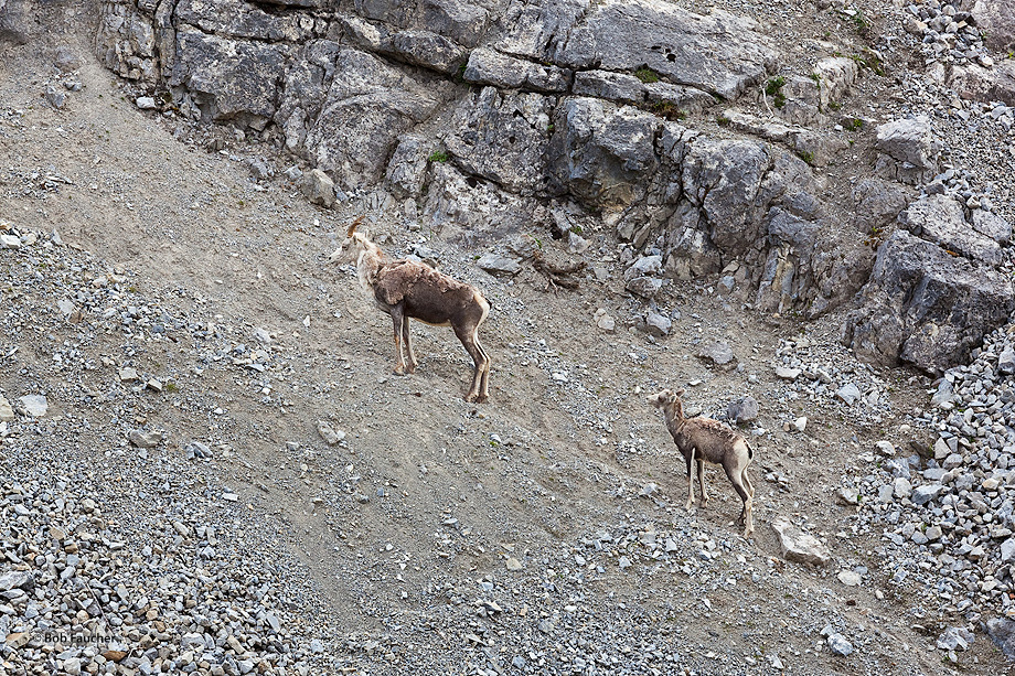 Stone sheep ewe and lamb climb to avoid the potential threat posed by the photographer