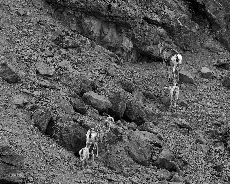 Family of Stone Sheep (ram, ewe, two lambs) make their way up the mountain