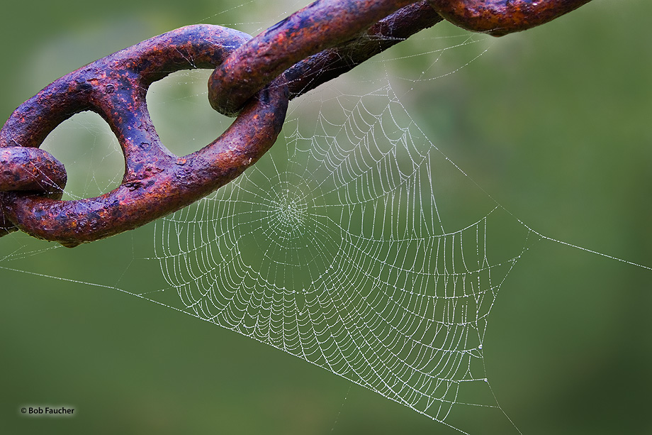 Dew-covered spider web on rusted chain links