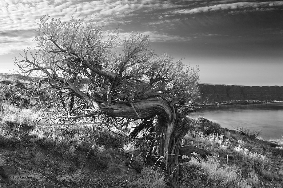 A twisted big sagebrush (Artemisia tridentata), living in the channeled scablands along the Columbia River, reaches for the morning...