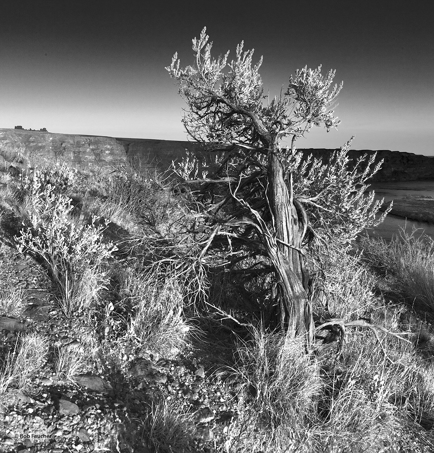 An old big sagebrush (Artemisia tridentata) sits high on the channeled scablands bank of the Columbia River with its back turned...