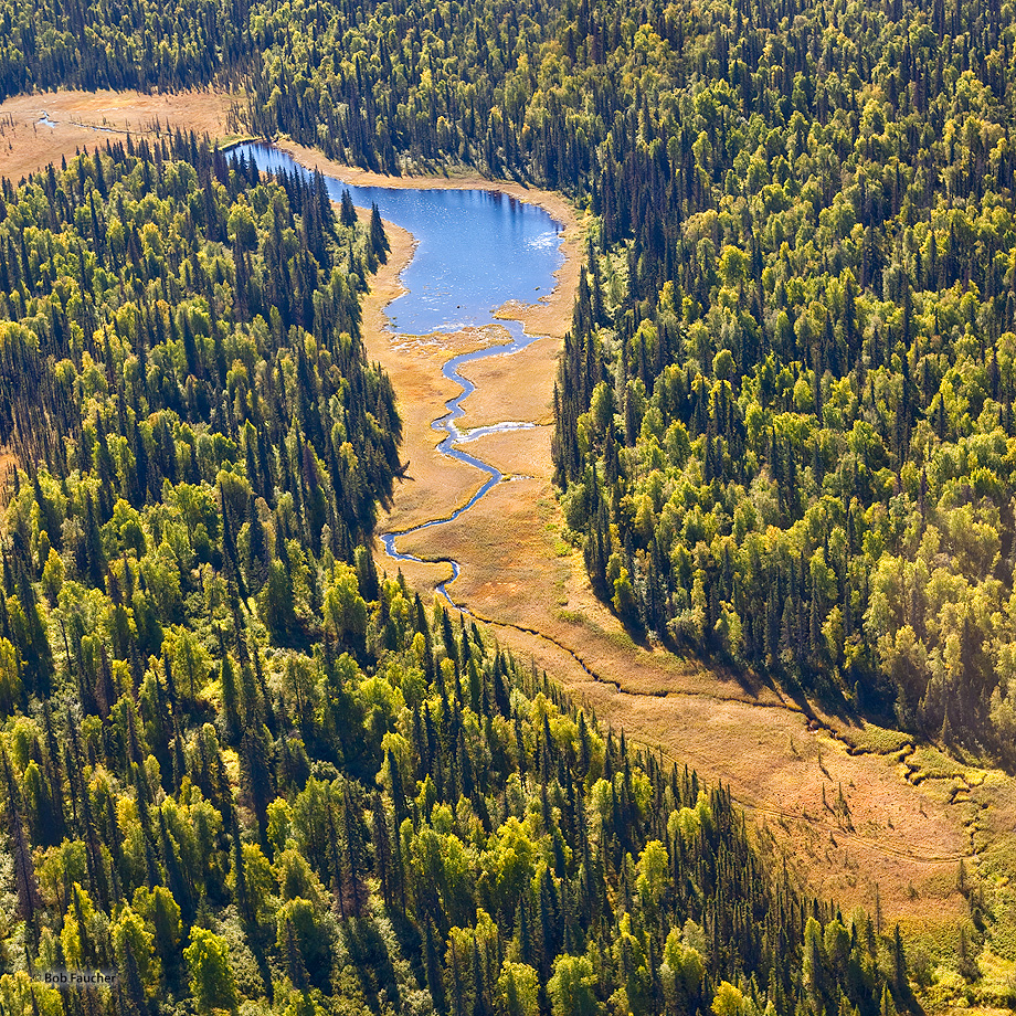 Deep in the taiga a small stream meanders through the muskeg to a beaver pond with its well-maintained dam