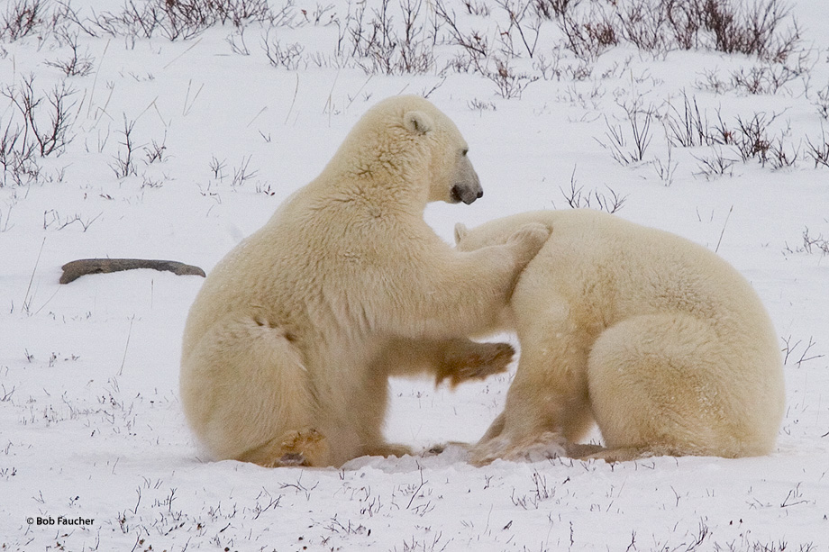 Male polar bears (Ursus maritimus) engage in sparring activities, play fighting, to determine their relative position in the...