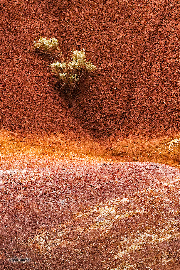 A wildflower maintains its hold in a fissure in the bentonite of Oregon's Painted Hills
