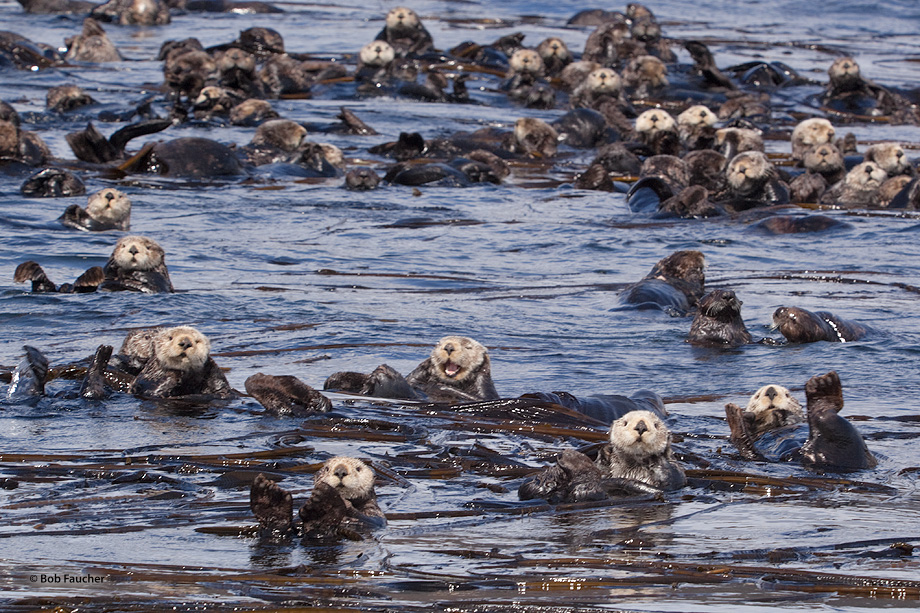 Although each adult and independent juvenile forages alone, sea otters tend to rest together in single-sex groups called rafts...