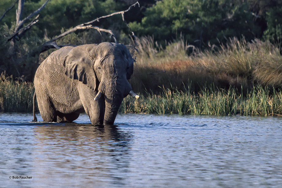 Bull elephant crossing the Okavango River to harass the photographer