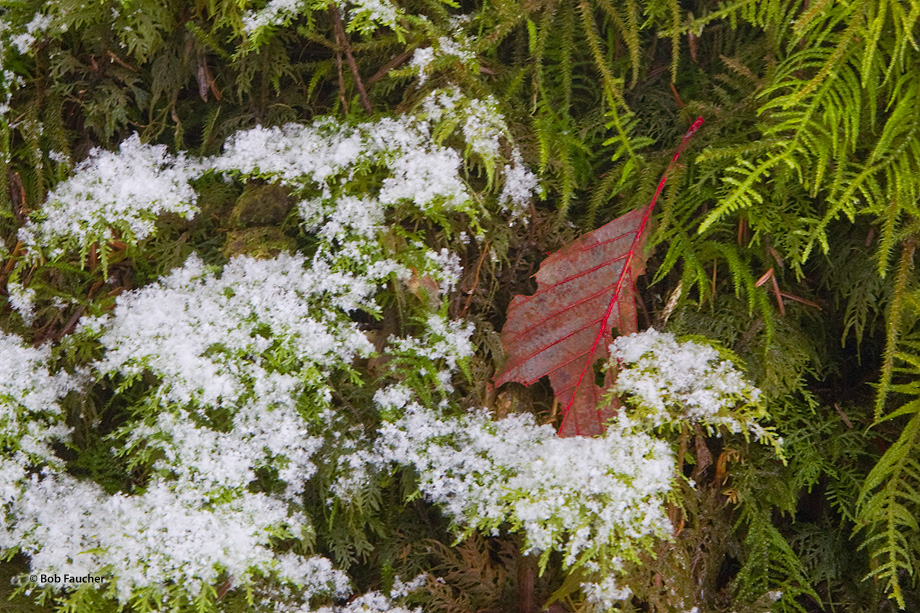 A fallen leaf is nestled in the mossy ground cover as fresh snow accumulates