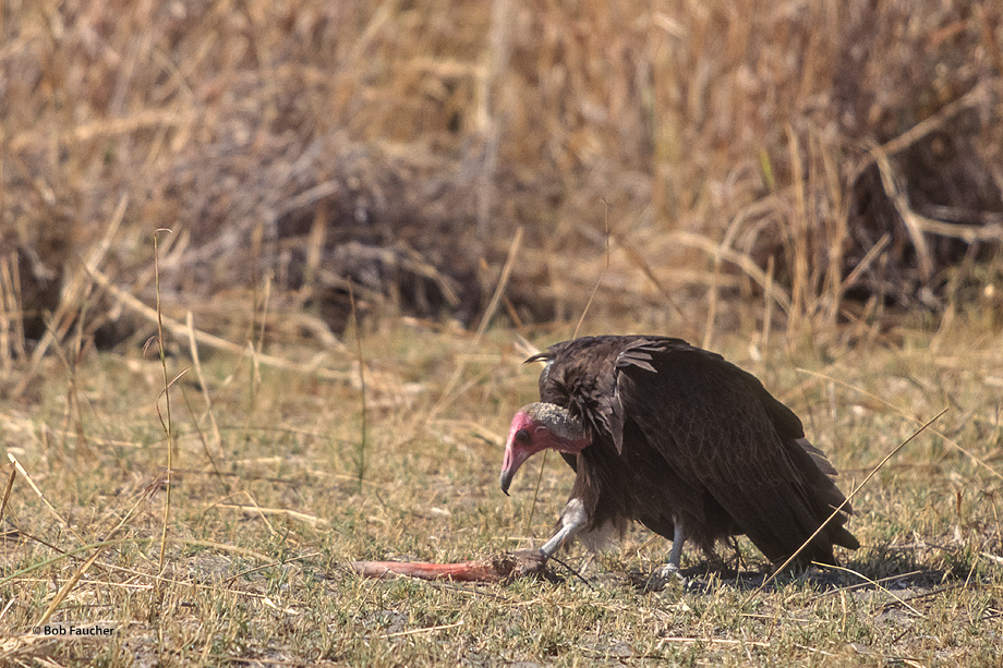 The hooded vulture (Necrosyrtes monachus) is an Old World vulture in the order Accipitriformes, which also includes eagles, kites...