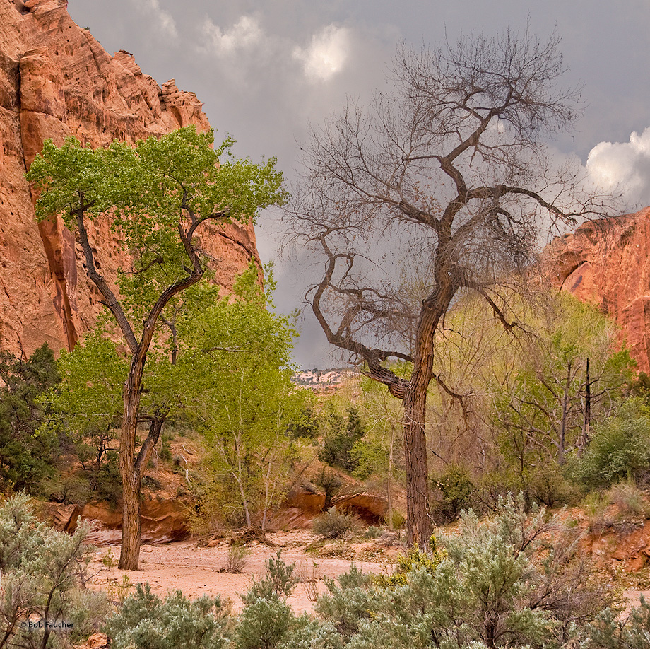 A young, vibrant cottonwood grows near the skeleton of its dead relative in the sandy river bottom of Long Canyon