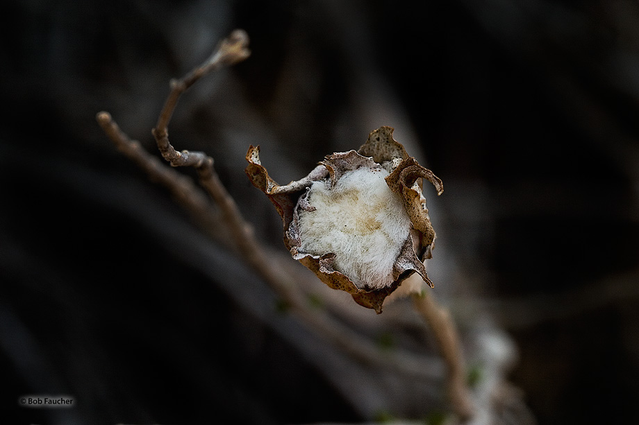 The dried bloom of a thistle with the flower reduced to cotton. Onopordum acanthium (Cotton thistle, Scotch thistle), is a flowering...