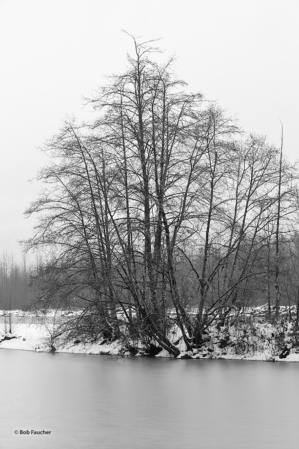 Alder trees under leaden skies line the Sauk River in a brief period of calm following a snowfall