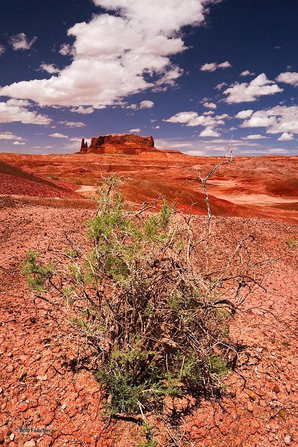 Mesquite, the Tree of Life in the desert, grows atop a badlands knoll near Round Rock