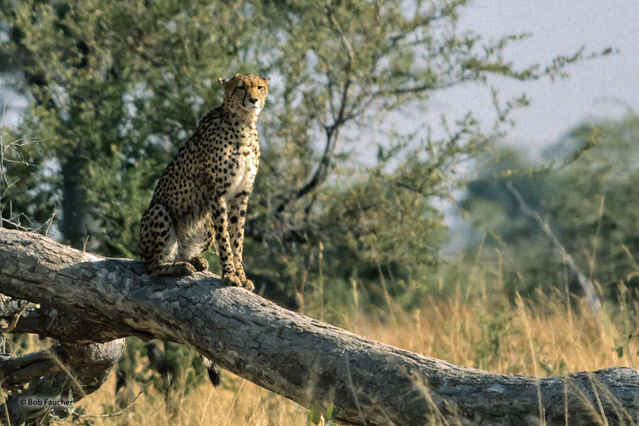The cheetah (Acinonyx jubatus) frequently seeks elevated positions to rest so that all threats and opportunities can be seen...
