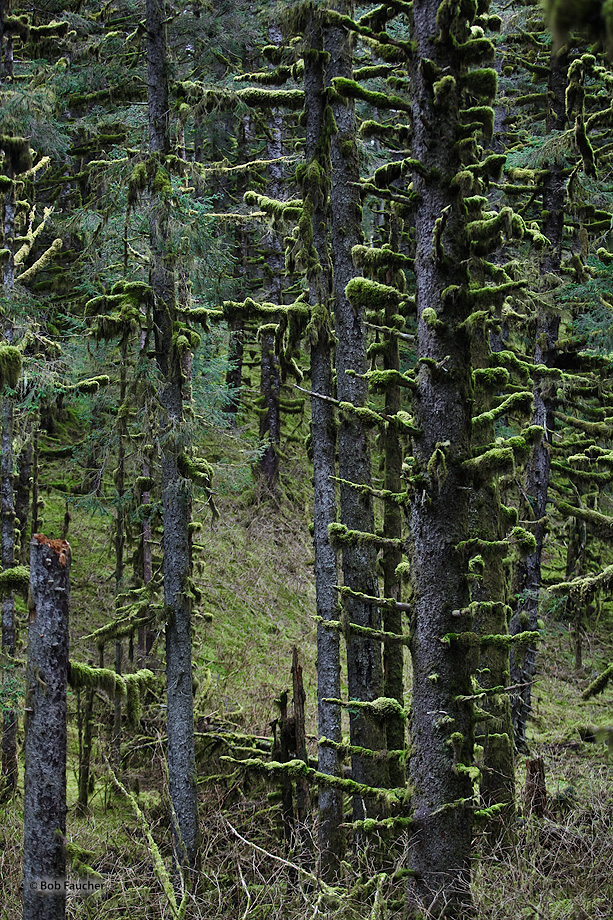 Luxurious moses drape from the forest limbs, a perfect place to look for pale-green-skined creatures with thin straggly hair