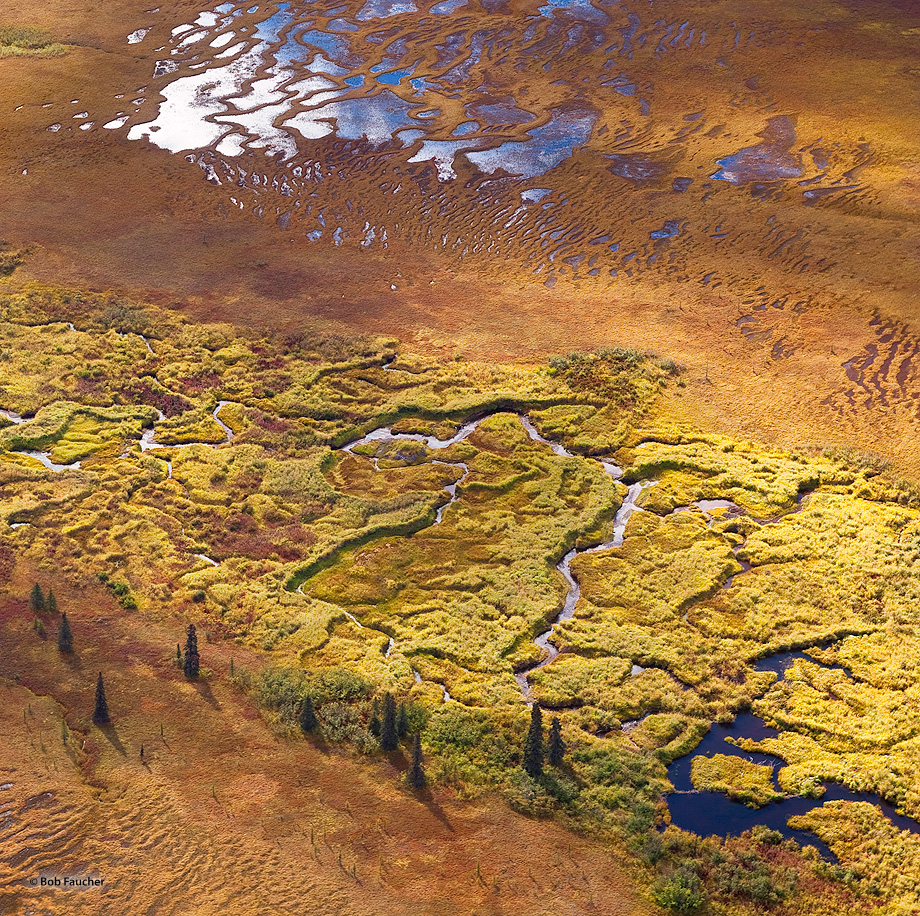 Muskeg on the surface of tundra, with pools reflecting clouds and sky, glows orange and yellow in the afternoon light as a small...