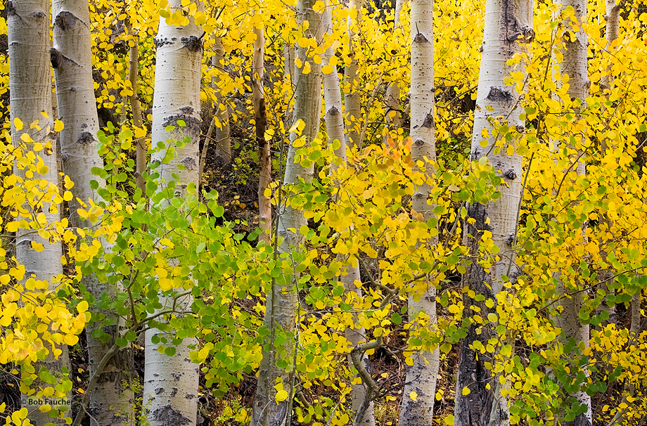 Intimate view of aspen trunks as their leaves begin to change from green to yellow to orange