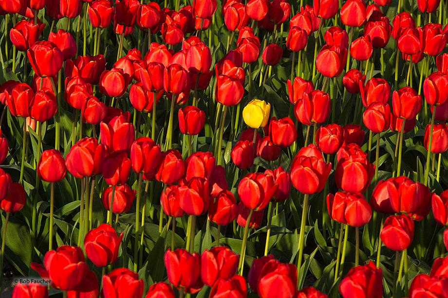 A lone yellow tulip in a field of red tulips. The tulip is a perennial, bulbous plant with showy flowers in the genus Tulipa...