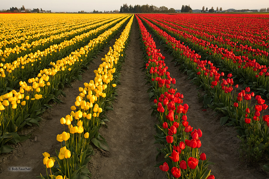 Rows of tulips appear to converge on the vanishing point in the distance