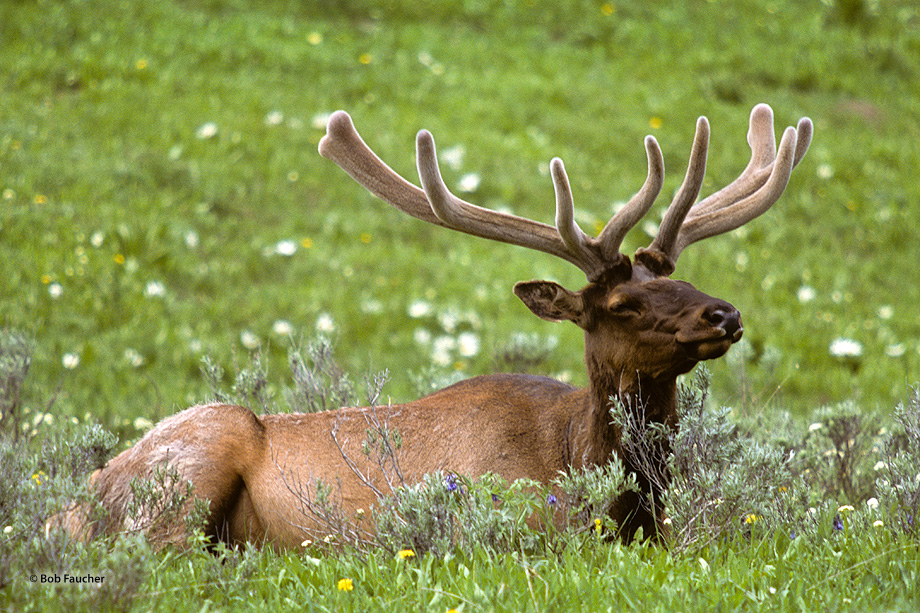 Bull elk in velvet antlers rests in a meadow