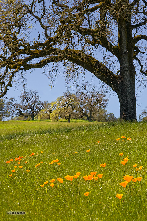 Spring finds the new grasses and poppies flourishing beneath the oaks in the foothills.