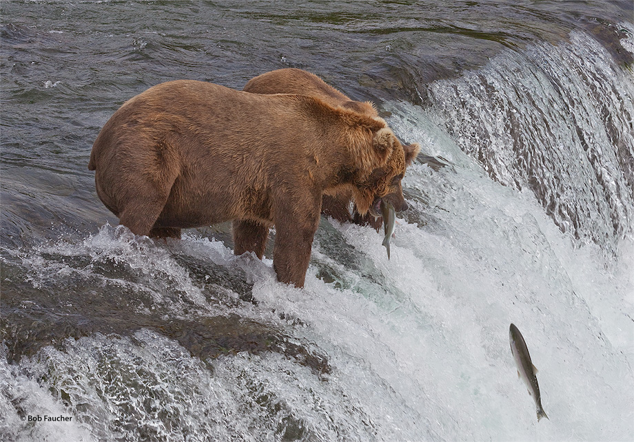 The larger bear appears to be watching to see if the smaller bear can do as he saw the larger one do