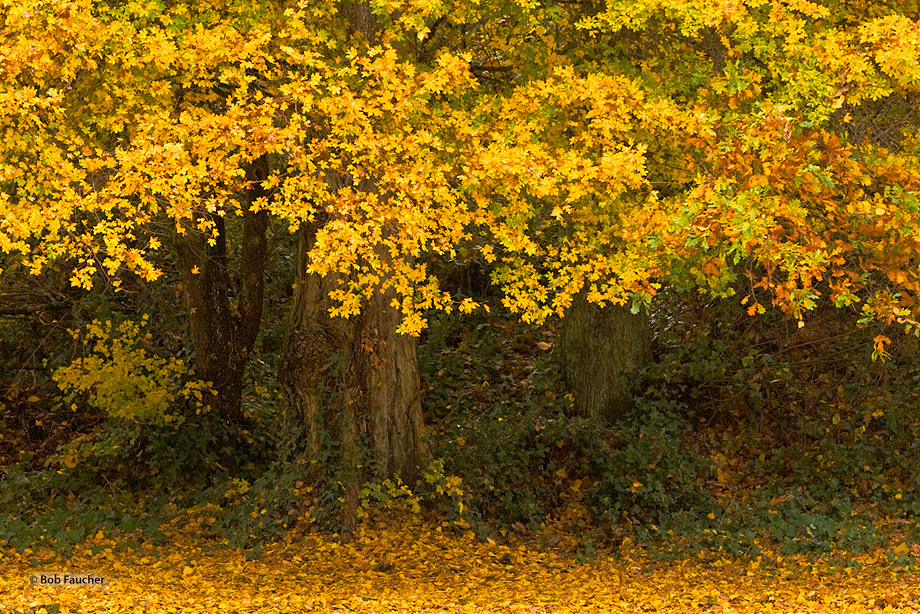 In late autumn a stately maple stands among its leaf litter as more of its colorful leaves drop to the walkway lying at its base...