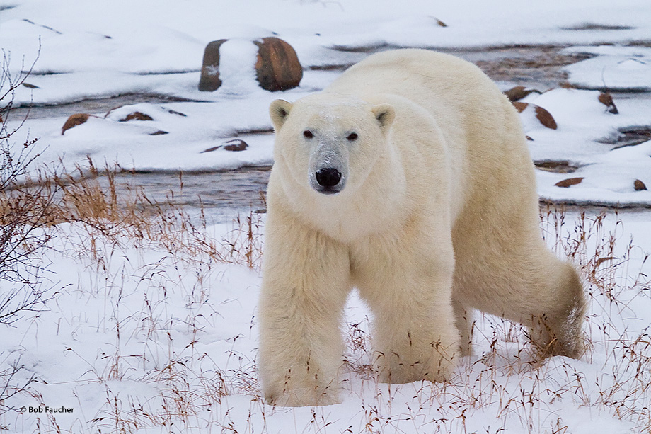 A massive male polar bear (Ursus maritimus) takes an interest in the photographer and wanders toward him.
