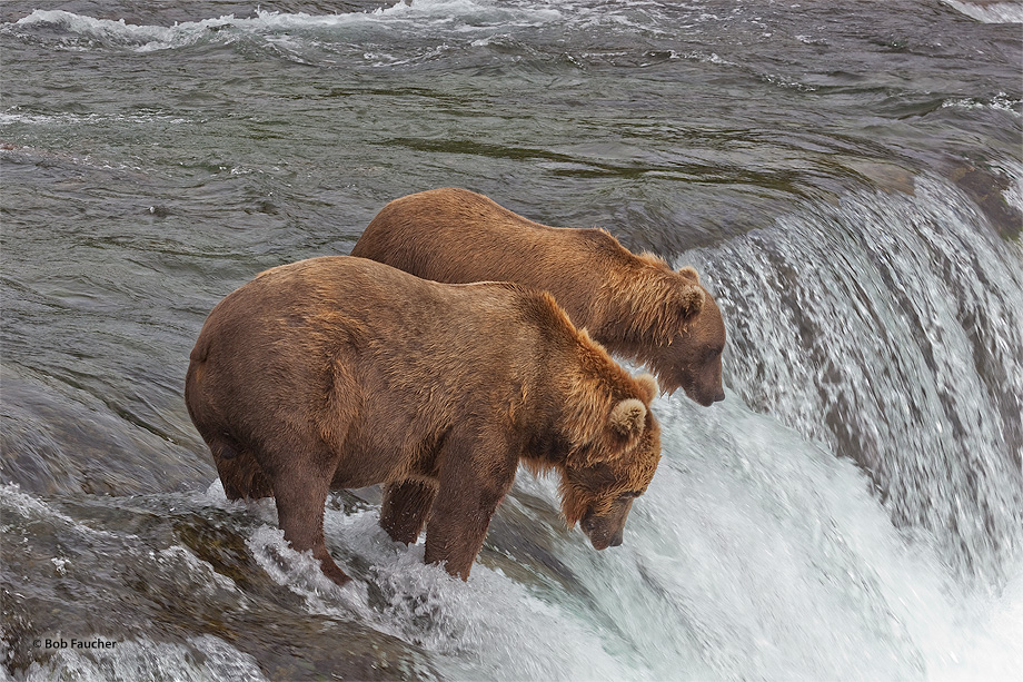 Larger bear appears to tolerate the smaller bear, allowing the smaller bear to watch him catch fish