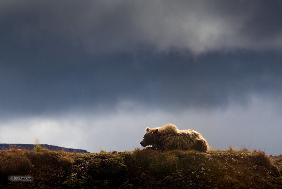 With her cubs snuggled up to her on her right, not visible from this point of view,  the sow assumes a vigilant pose