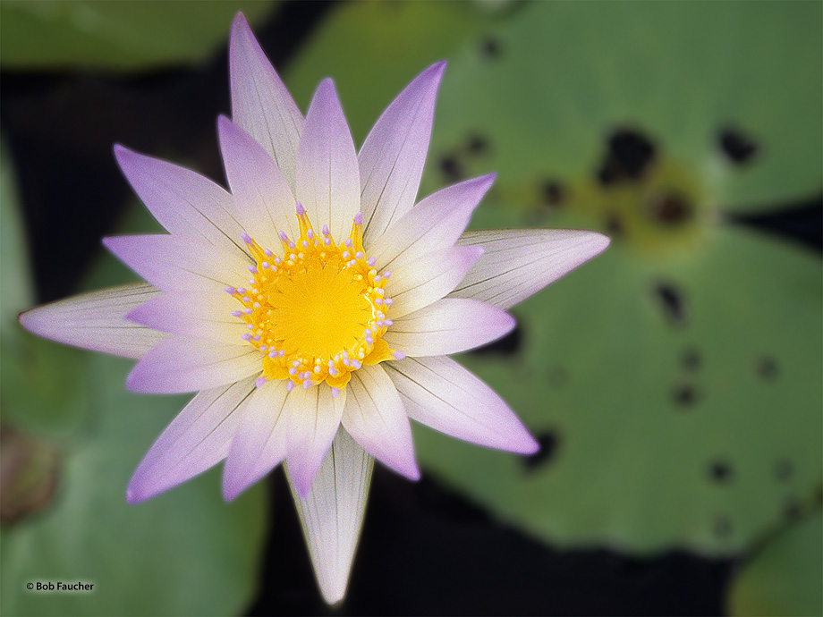 Members of this family (Nymphaeaceae) are commonly called water lilies and live as rhizomatous aquatic herbs in temperate and...