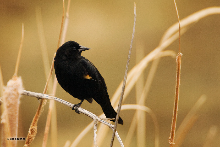 A young Red-winged Blackbird (Agelaius phoeniceus), perched in last year's dried up cattails, waits for its parent to return...
