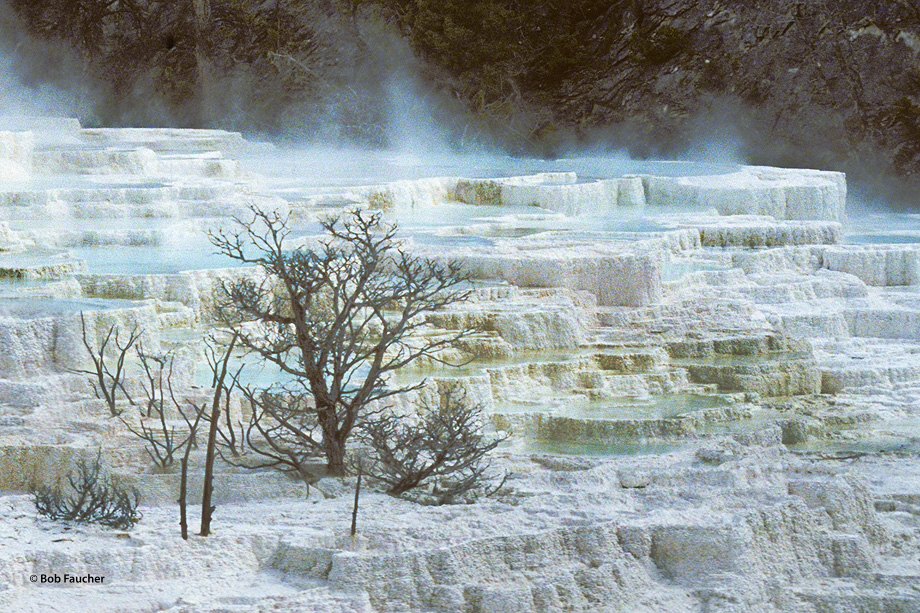 White Elephant Terrace is a feature of Mammoth Hot Springs, a large complex of hot springs on a hill of travertine in Yellowstone...