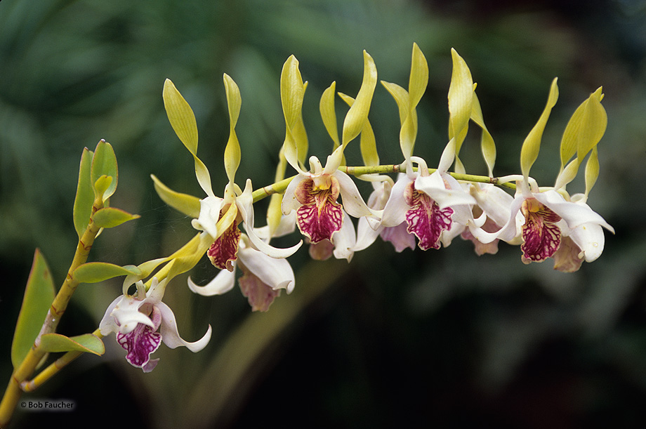 The orchid family, (Orchidaceae) is a diverse and widespread family of flowering plants with blooms that are often colourful...