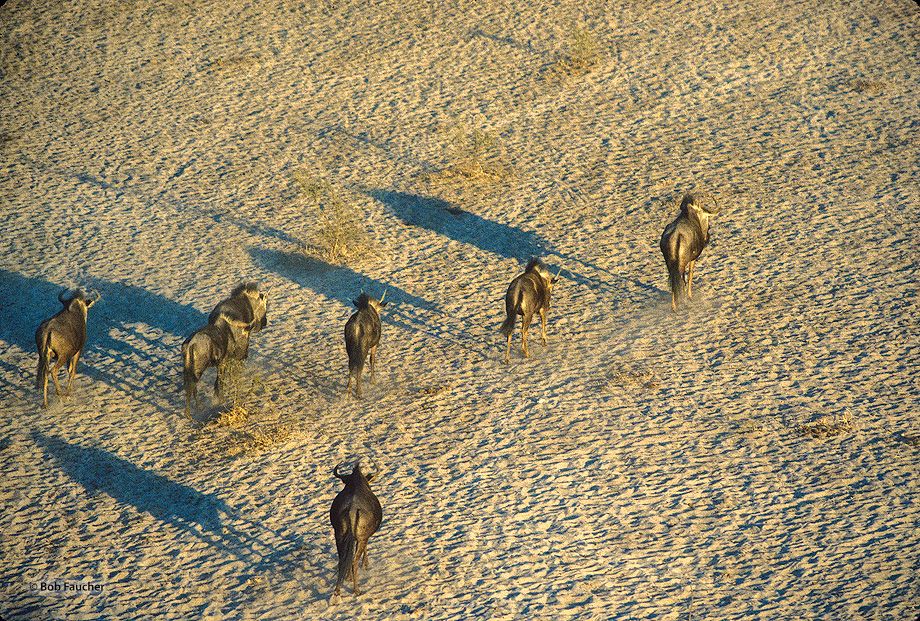 After spending the night excavating the riverbed to gain access to the underground water a small herd of Wildebeeet moves up...