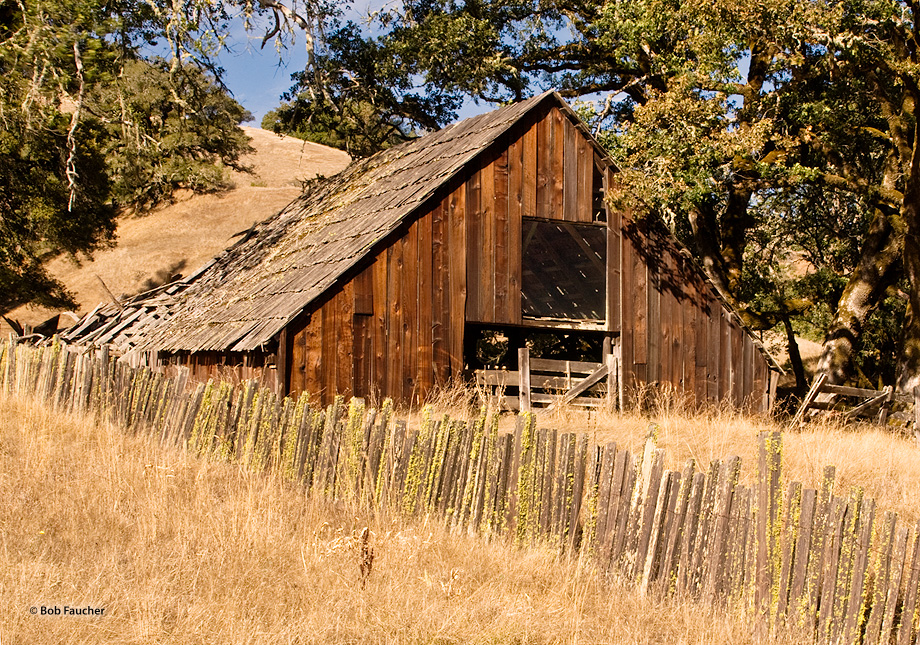 Derelict barn, along the Willits-to-Fort Bragg hiway, overshadowed by oak trees and overgrown with weeds, in afternoon light.