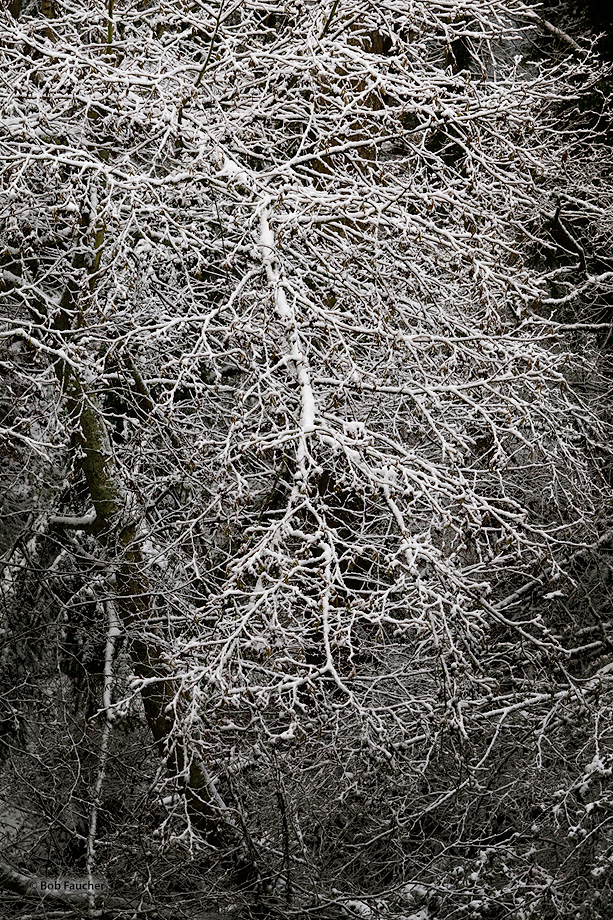 Winter snow covers the branches of a barren alder tree creating delicate lace-like patterns