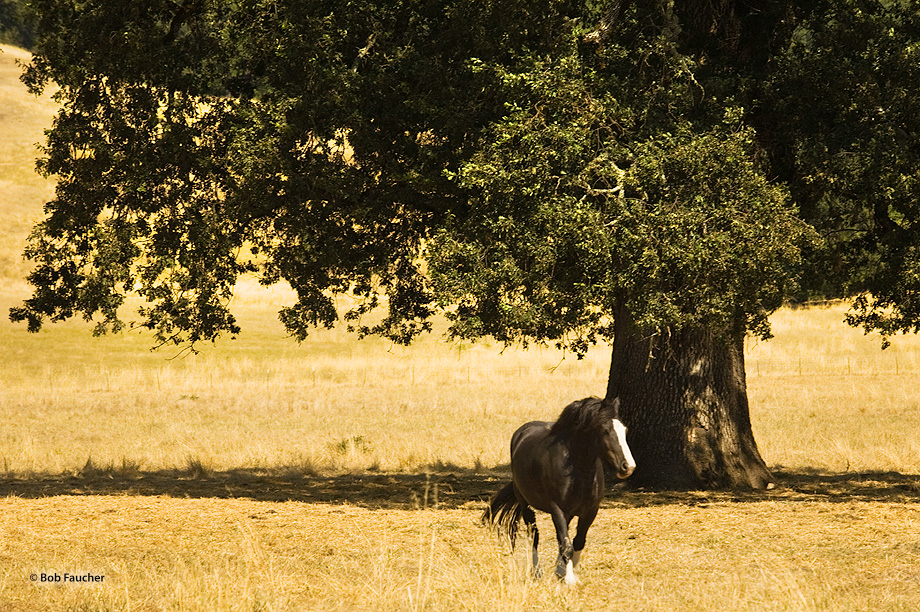 While driving through Potter Valley I noticed this beautiful draft horse, Hoss. He was resting in the shade of the huge heritage...