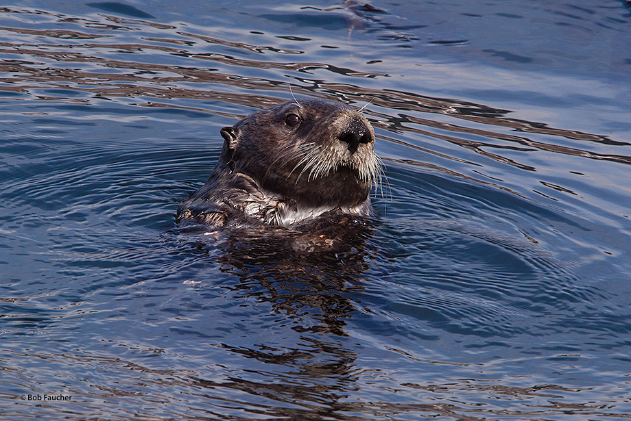 Young otters (Enhydra lutris). like all younger animals, are curious. This individual was intent on the photographer, an intruder...