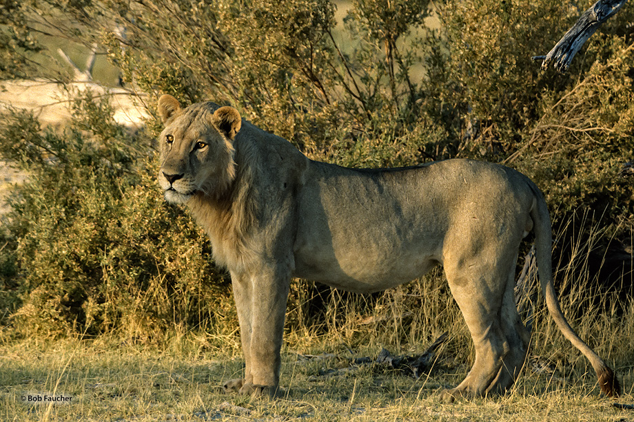 A handsome young male lion poses at the edge of the savannah with warm morning light making him appear even more resplendent.