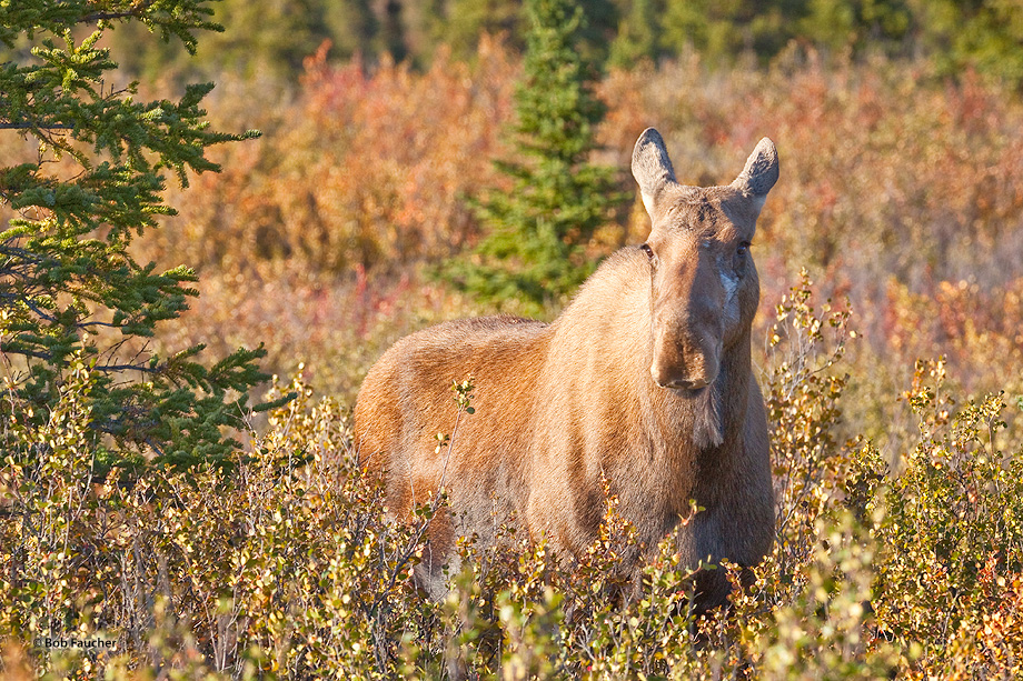 Young cow moose waiting for her suitor to arrive.