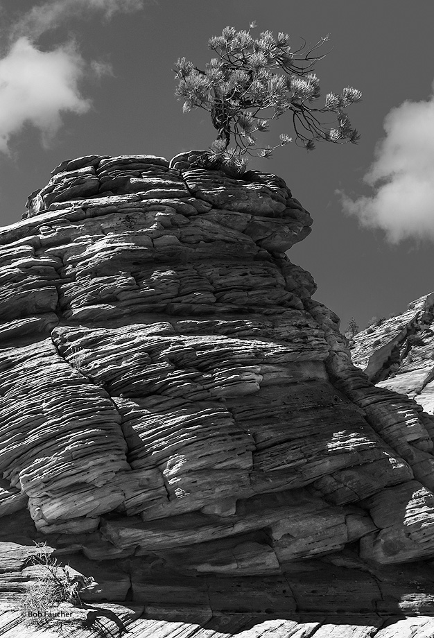 An iconic symbol of Zion NP, this pine tree has overcome the odds and survives.