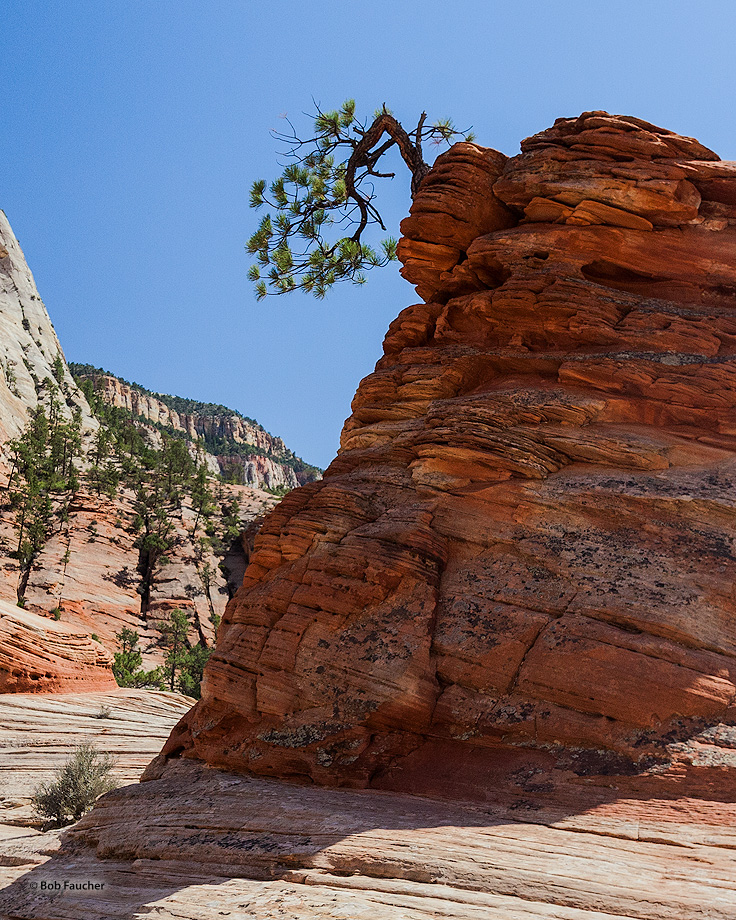 An iconic symbol of Zion NP, this pine tree has overcome the odds and survives.