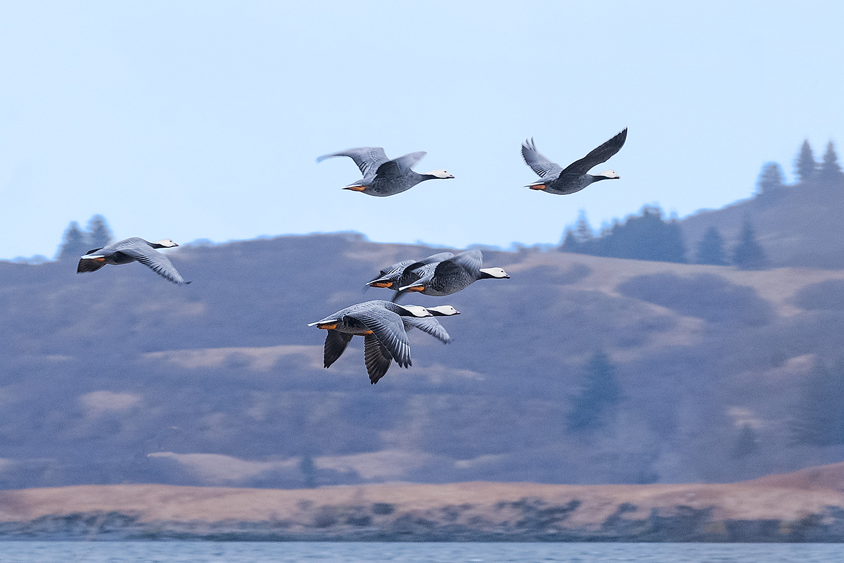 Emperor geese arrive on Kodiak Island's Womens Bay early in Spring for nesting.